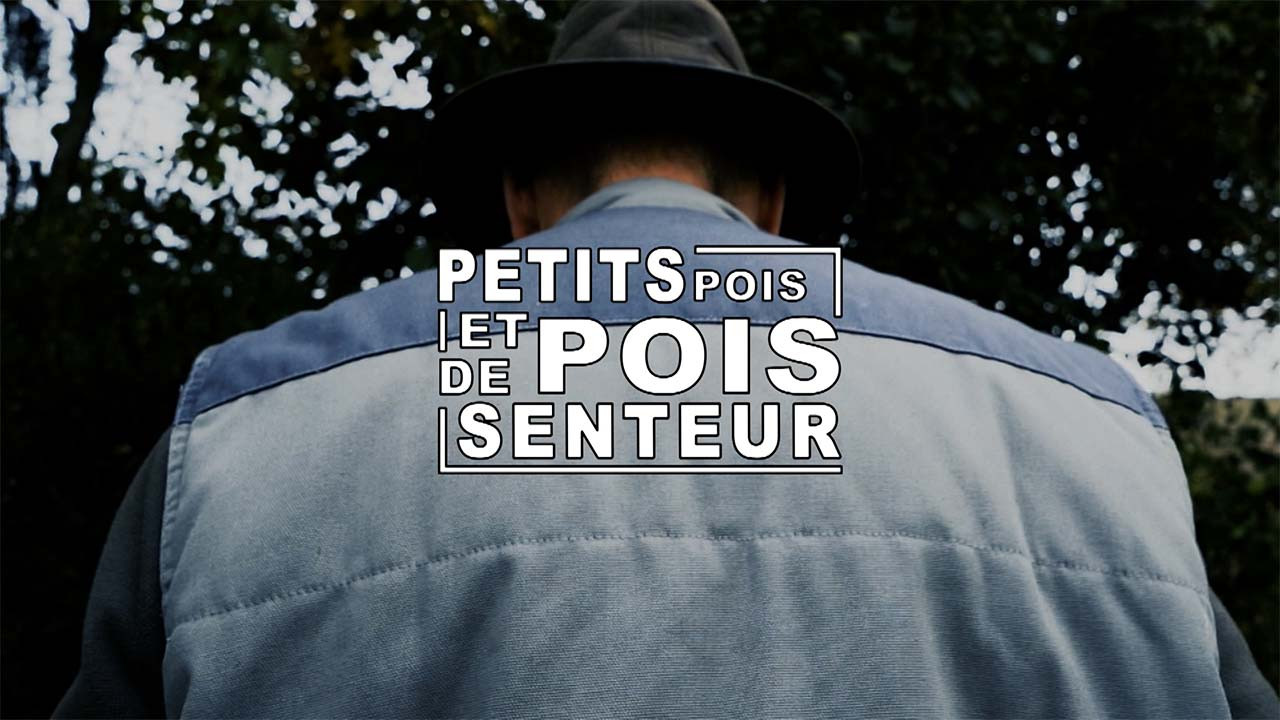 Petits pois et pois de senteur