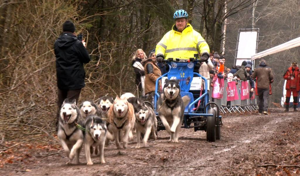 Rodt: « mush for fun » ou quand les chiens de traineaux font le spectacle