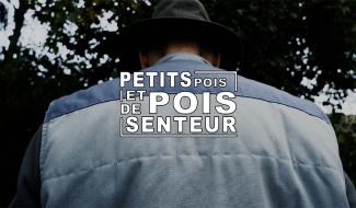 Petits pois et pois de senteur