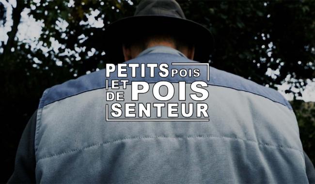 Petits pois et pois de senteur