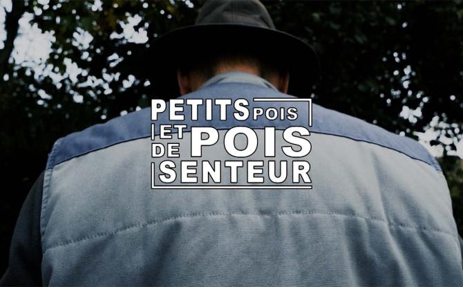 Petits pois et pois de senteur